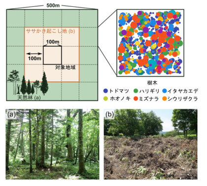 知床の森を復活させる効果的な植林方法の検証